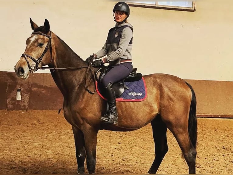 Zangersheider Gelding 6 years 17 hh Gray in Gajewniki