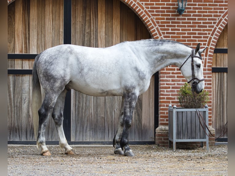 Zangersheider Gelding 6 years 17 hh Grey-Dapple in Schriek