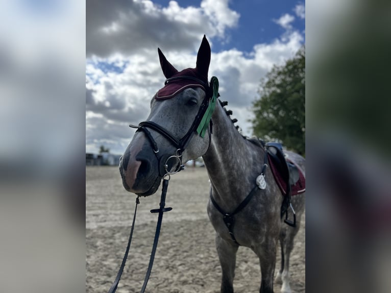 Zangersheider Gelding 6 years 17 hh Grey-Dapple in Soest