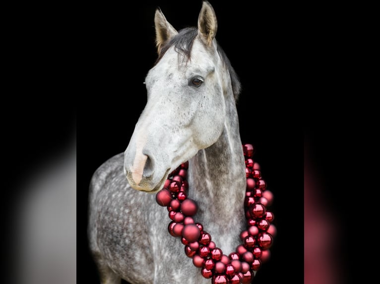 Zangersheider Gelding 6 years 17 hh Grey-Dapple in Soest