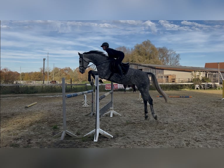 Zangersheider Gelding 6 years 17 hh Grey-Dapple in Soest