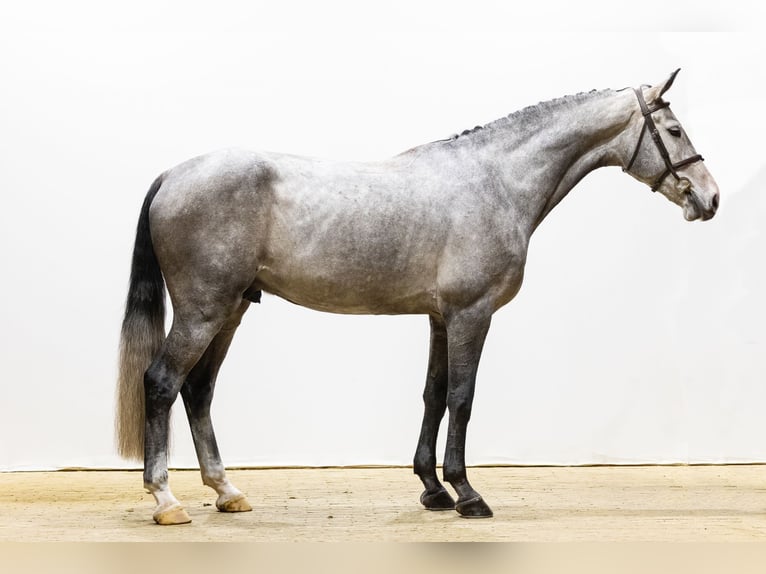 Zangersheider Gelding 6 years 17 hh Grey in Waddinxveen