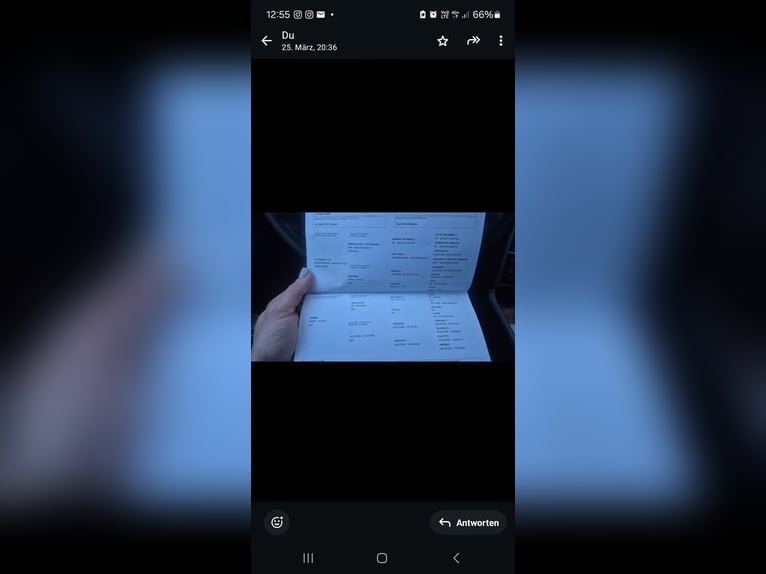 Zangersheider Gelding 6 years 17 hh Smoky-Black in Elgg