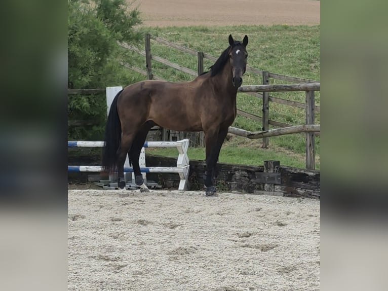 Zangersheider Gelding 6 years 17 hh Smoky-Black in Elgg