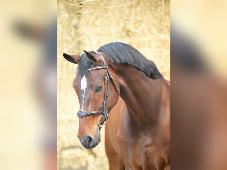 Zangersheider Gelding 6 years 17,1 hh Bay-Dark in Bladel