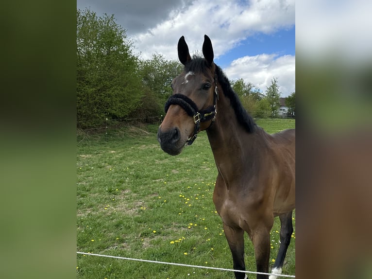 Zangersheider Gelding 6 years 17,1 hh Brown in Regensburg