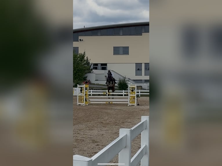 Zangersheider Gelding 6 years 17,1 hh Brown in Regensburg