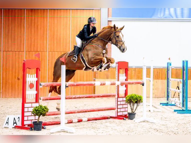 Zangersheider Gelding 6 years 17,2 hh Chestnut-Red in Jasienica