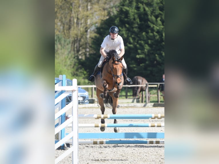 Zangersheider Gelding 6 years Bay in Bury St Edmunds