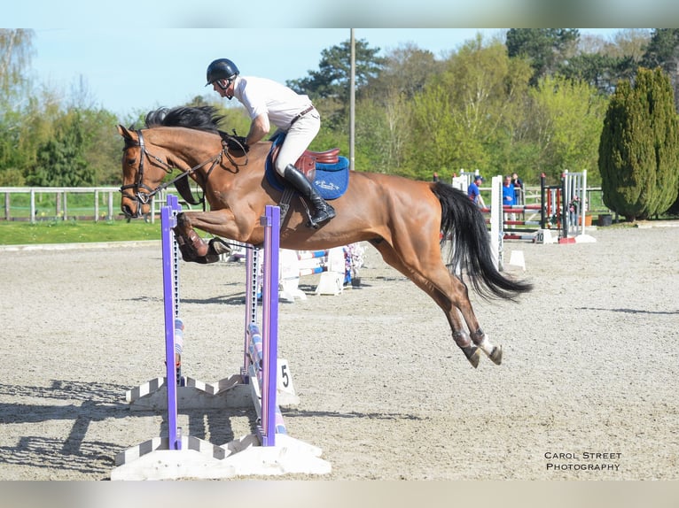 Zangersheider Gelding 6 years Bay in Bury St Edmunds