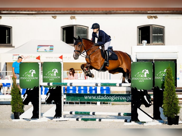 Zangersheider Gelding 6 years Bay in wolbrom