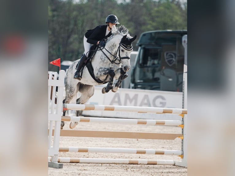 Zangersheider Gelding 6 years Gray-Dapple in Thalgau