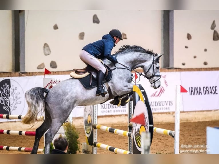 Zangersheider Gelding 6 years Grey in Radviliskio raj.