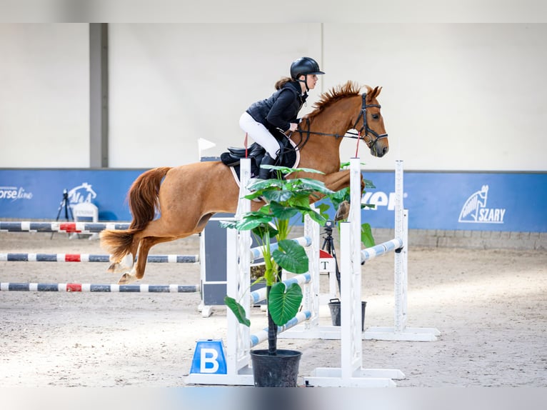 Zangersheider Gelding 7 years 14.2 hh Chestnut-Red in Gorlice