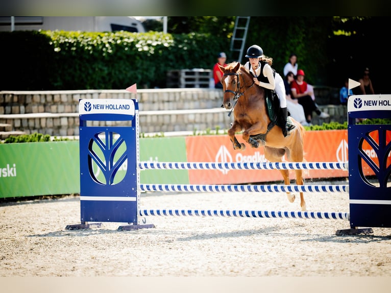 Zangersheider Gelding 7 years 14.2 hh Chestnut-Red in Gorlice