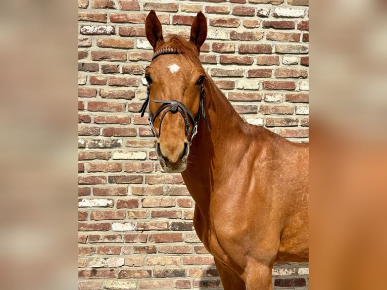 Zangersheider Gelding 7 years 14.2 hh Chestnut-Red in Grevenbroich