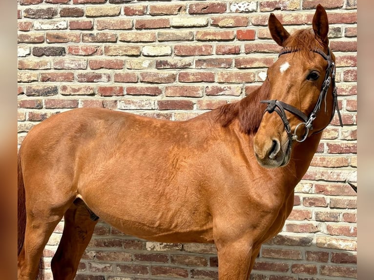 Zangersheider Gelding 7 years 14.2 hh Chestnut-Red in Grevenbroich