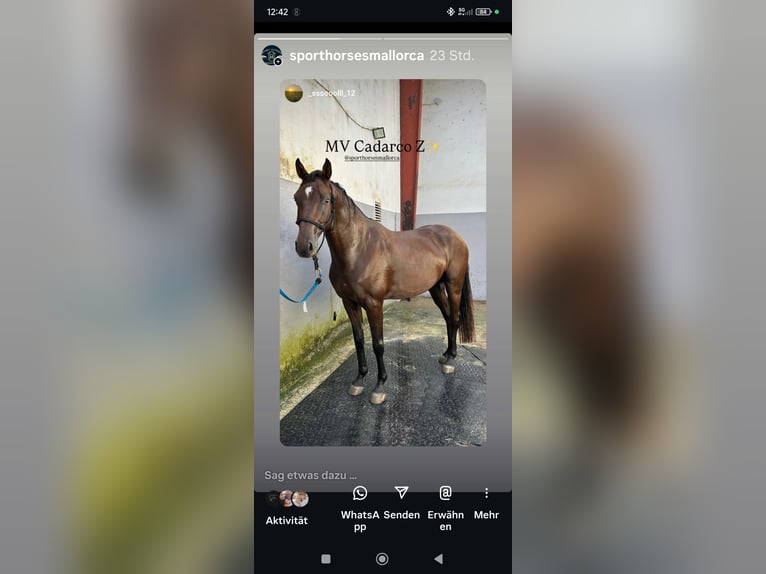 Zangersheider Gelding 7 years 15,3 hh Brown in Palma de Mallorca