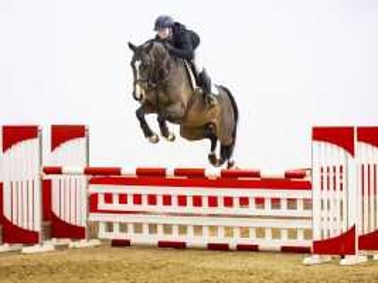 Zangersheider Gelding 7 years 16,1 hh Bay-Dark in Waddinxveen