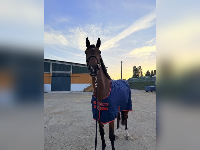 Zangersheider Gelding 7 years 16.1 hh Bay in Vila Nova de Famalicão