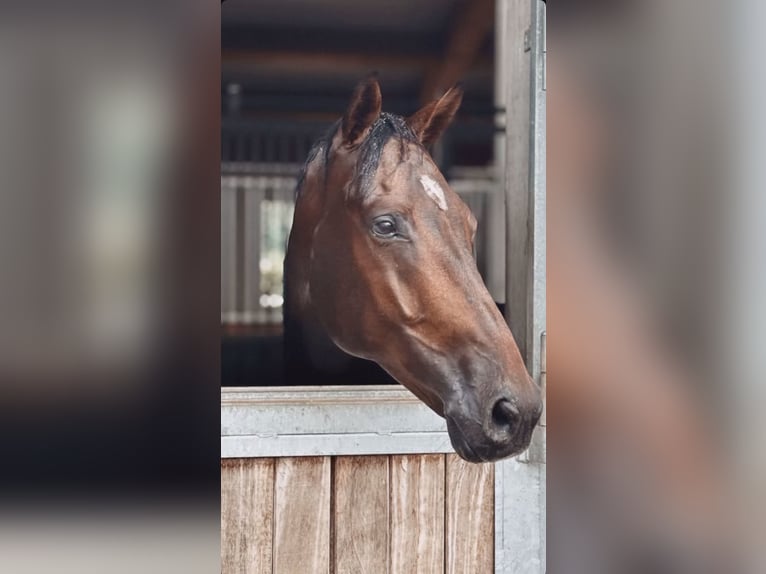 Zangersheider Gelding 7 years 16.1 hh Brown in Memmingen