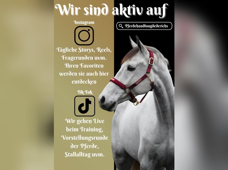 Zangersheider Gelding 7 years 16,1 hh Gray-Dark-Tan in Nettersheim