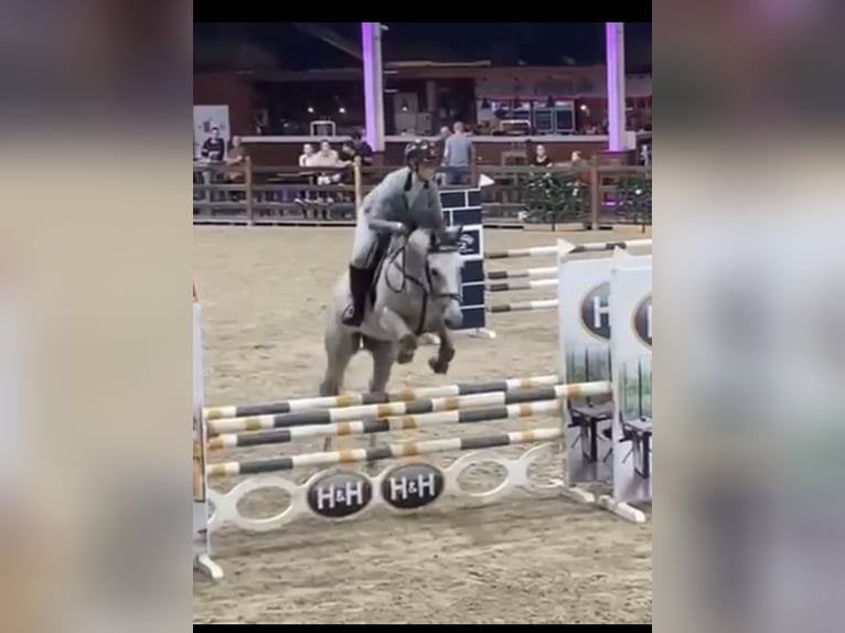 Zangersheider Gelding 7 years 16,1 hh Gray in Mulhouse