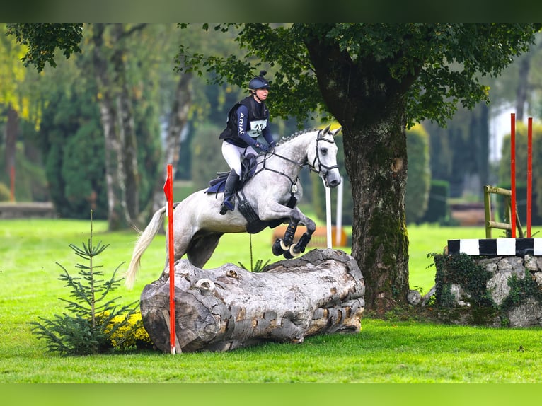 Zangersheider Gelding 7 years 16.1 hh Grey in Egg b. Zürich