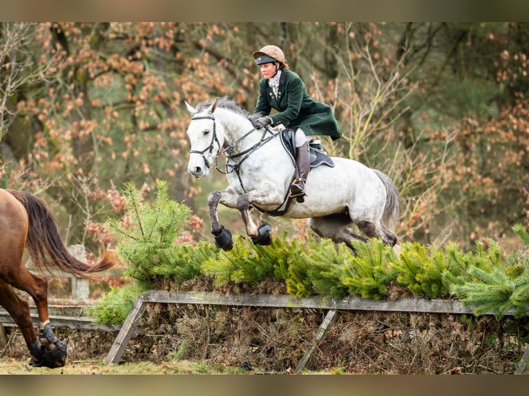 Zangersheider Gelding 7 years 16.1 hh Grey in Verden (Aller)