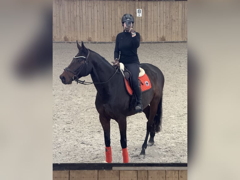 Zangersheider Gelding 7 years 16,2 hh Bay-Dark in Rh&#xF6;nblick