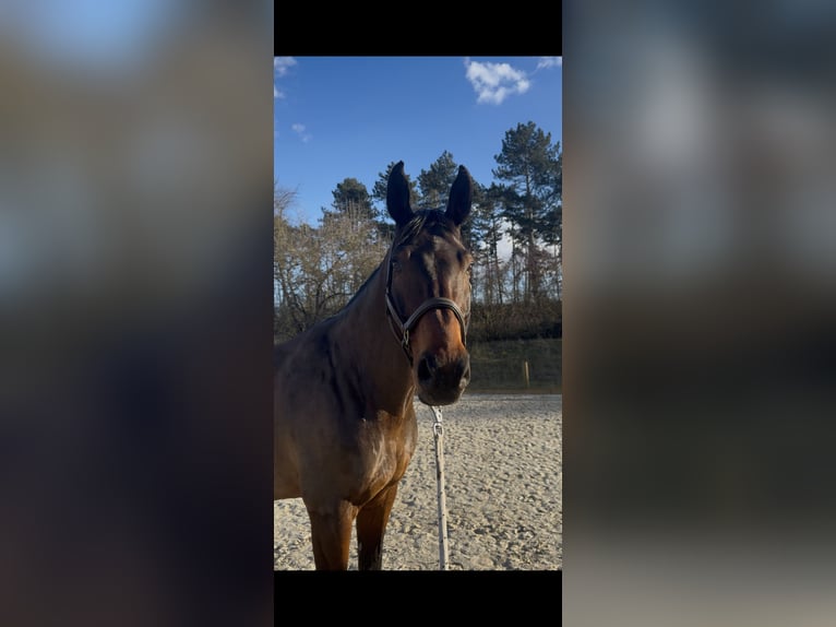 Zangersheider Gelding 7 years 16,2 hh Bay-Dark in Rh&#xF6;nblick