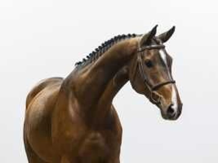 Zangersheider Gelding 7 years 16,2 hh Brown in Waddinxveen