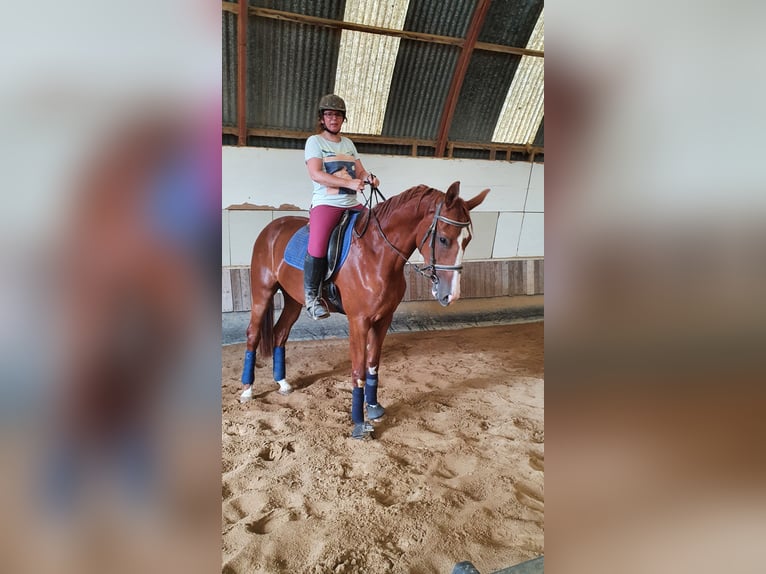Zangersheider Gelding 7 years 16.2 hh Chestnut-Red in Kruft