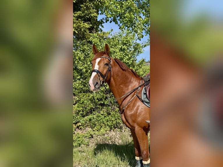 Zangersheider Gelding 7 years 16.2 hh Chestnut-Red in Pelmberg