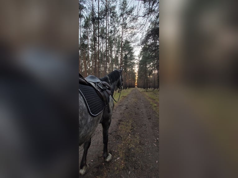 Zangersheider Mix Gelding 7 years 16.2 hh Grey-Dapple in Kolkwitz