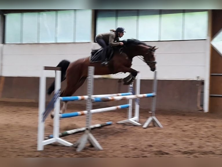 Zangersheider Gelding 7 years 16.3 hh Brown in Braunschweig