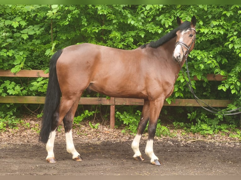 Zangersheider Gelding 7 years 16.3 hh Brown in Braunschweig