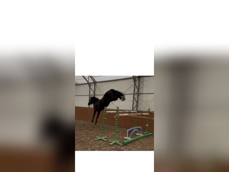 Zangersheider Gelding 7 years 16 hh Black in Miedzyrzecze Gorne