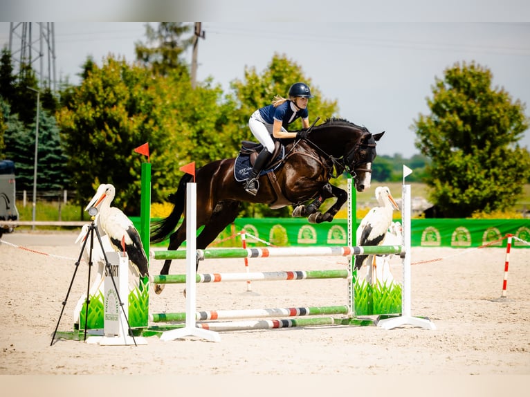 Zangersheider Gelding 7 years 16 hh Black in Miedzyrzecze Gorne