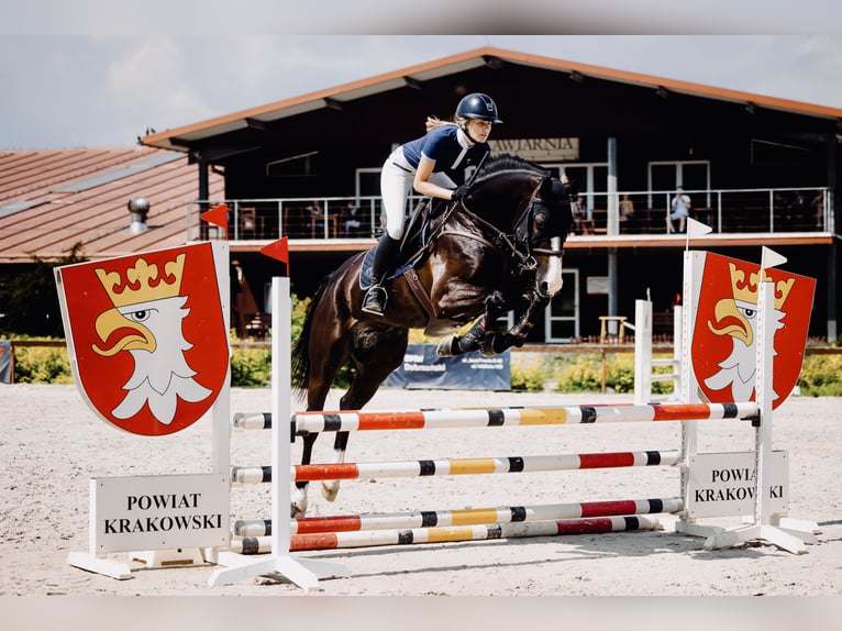 Zangersheider Gelding 7 years 16 hh Black in Miedzyrzecze Gorne