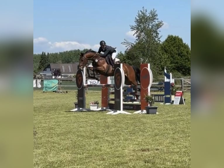 Zangersheider Gelding 7 years 16 hh Brown in Gronau (Leine)