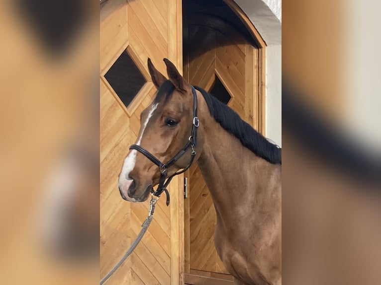 Zangersheider Gelding 7 years 16 hh Brown in Schlo&#xDF; Holte-Stukenbrock