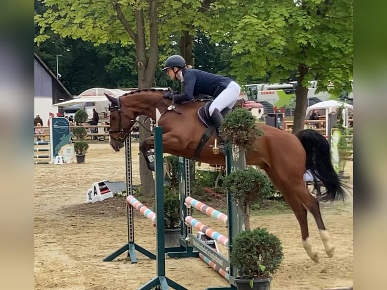 Zangersheider Gelding 7 years 16 hh Brown in Schlo&#xDF; Holte-Stukenbrock