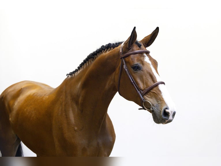 Zangersheider Gelding 7 years 16 hh Brown in Waddinxveen