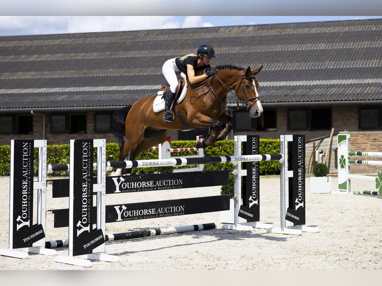 Zangersheider Gelding 7 years 16 hh Brown in Waddinxveen