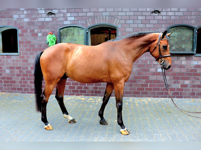 Zangersheider Gelding 7 years 16,1 hh Brown in Meppen