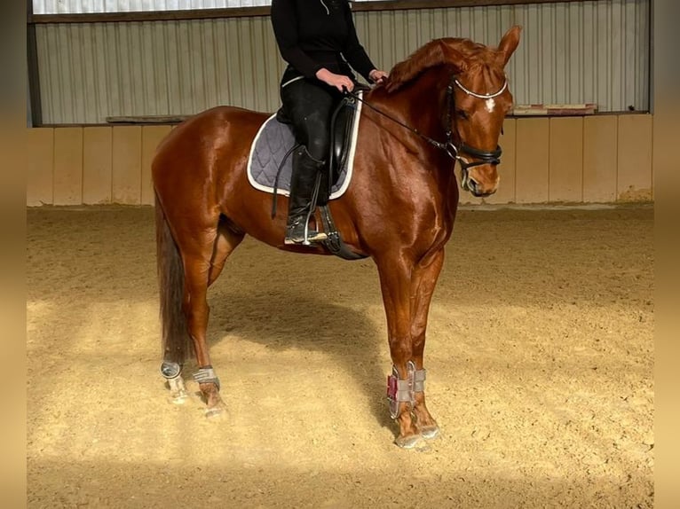 Zangersheider Gelding 7 years 16,1 hh Chestnut-Red in Ro&#xDF;dorf
