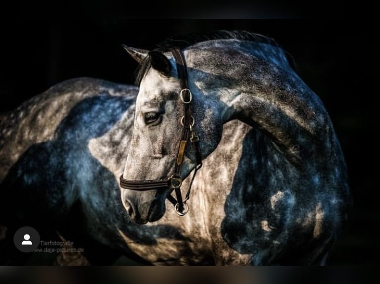Zangersheider Gelding 7 years 16,1 hh Grey-Dapple in Delbr&#xFC;ck