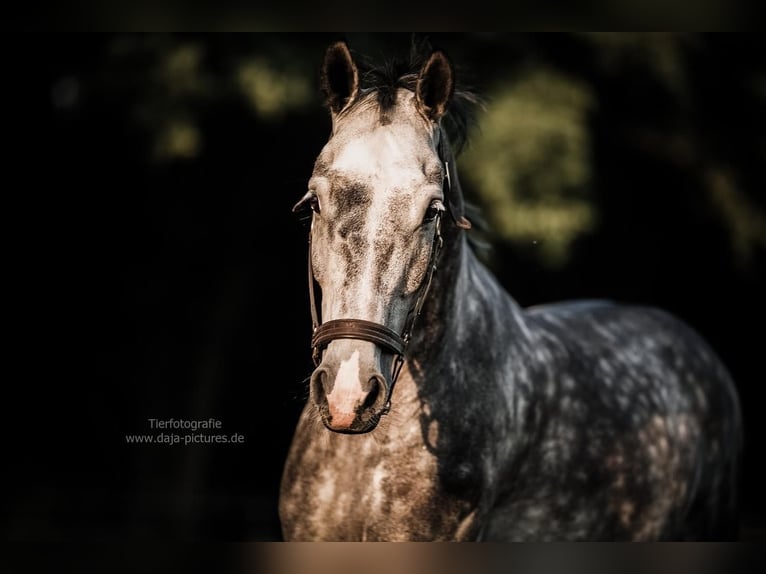 Zangersheider Gelding 7 years 16,1 hh Grey-Dapple in Delbr&#xFC;ck