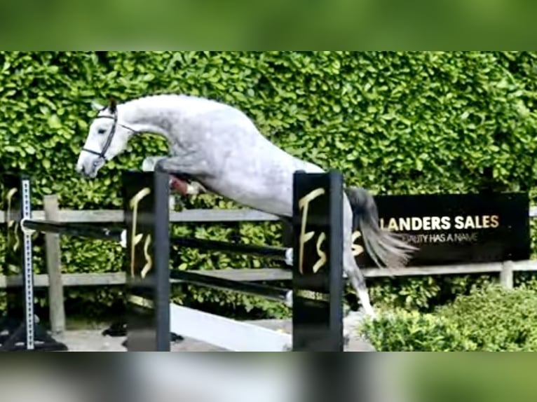 Zangersheider Gelding 7 years 16,1 hh Grey-Dapple in Haldensleben